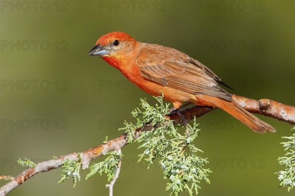 Hepatic Tanager (Piranga hepatica) male, Arizona, USA