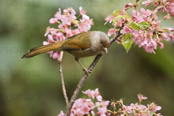 Rusty-fronted Barwing (Actinodura egertoni), Yunnan, China