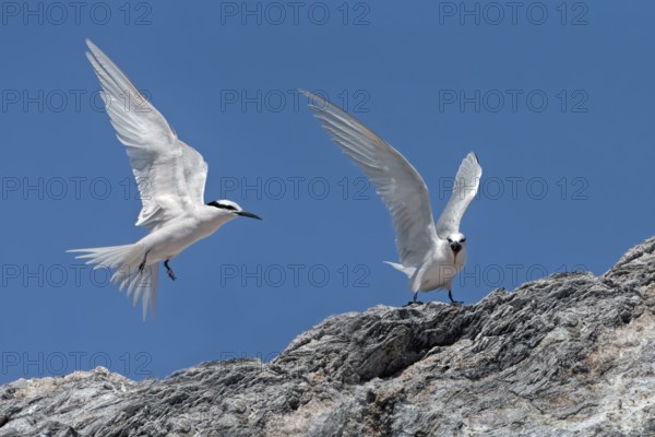 Black-naped Tern (Sterna sumatrana), Queensland, Australia