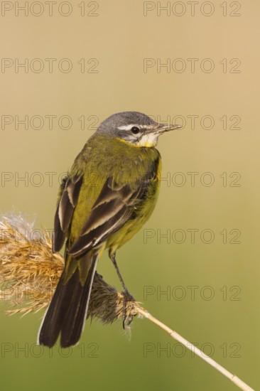 Western Yellow Wagtail (Motacilla flava) male, Hungary