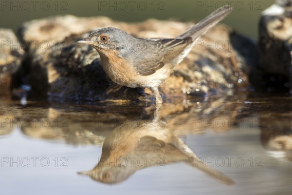 Subalpine Warbler (Sylvia cantillans) male at a waterhole, Castile and Leon, Spain