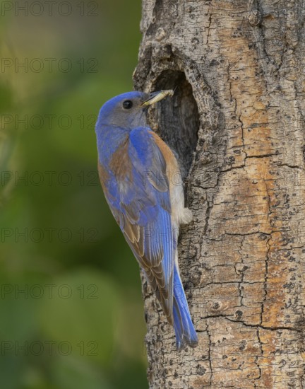 Western Bluebird (Sialia mexicana) at nest cavity in the Sierra Nevada mountains of California