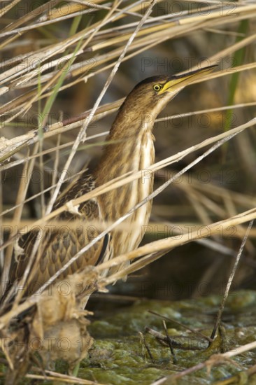 Little Bittern (Ixobrychus minutus), Castile-La Mancha, Spain