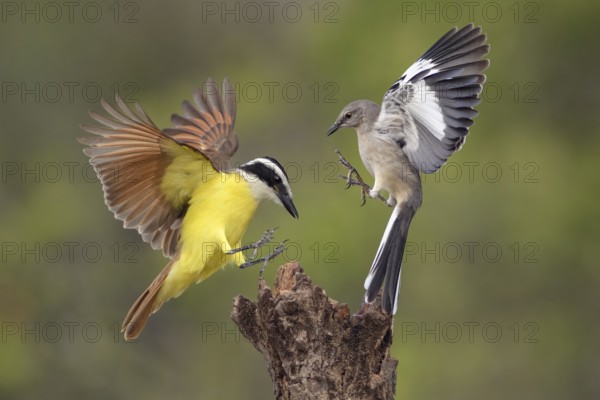 Great Kiskadee & Northern Mockingbird (Pitangus sulphuratus & Mimus polyglottos) wrangling, Texas, USA