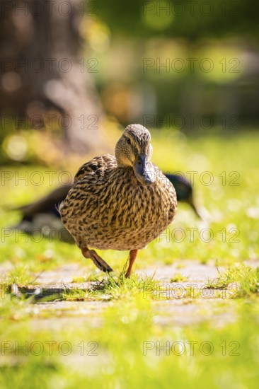 A duck stands on a grassy path in a sunny park, Nagold, Black Forest, Germany
