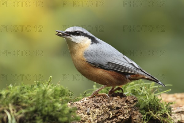 Eurasian Nuthatch (Sitta europaea), Lower Saxony, Germany
