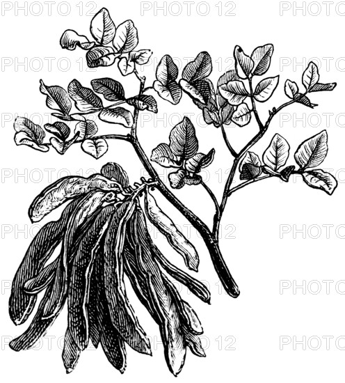 Drawing of a branch with leaves and fruit of the carob tree, legume carob pod, biology, Spain, historical illustration 1888