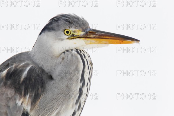 Grey Heron (Ardea cinerea) juvenile, Berlin, Germany