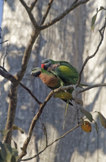 Red-breasted Parakeet (Psittacula alexandri) pair, Khao Yai, Thailand