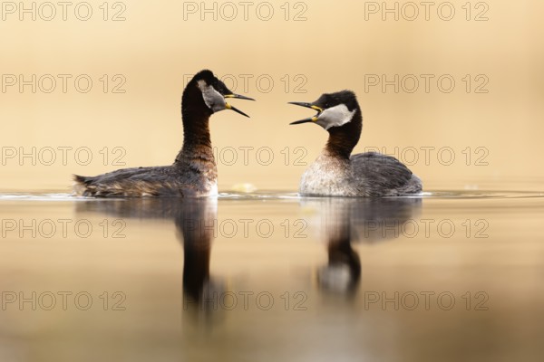 Red-necked Grebe (Podiceps grisegena) pair displaying, Mecklenburg-Western Pomerania, Germany