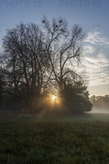 Rays of sunlight shining through the trees on a foggy morning in a field, Magdeburg, Saxony-Anhalt, Germany