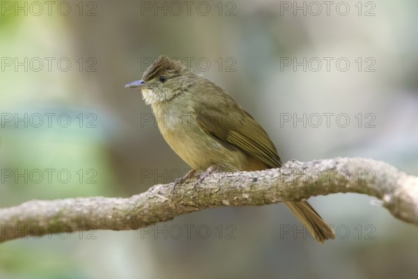 Grey-eyed Bulbul (Iole propinqua) perched on a branch, Di Linh, Vietnam