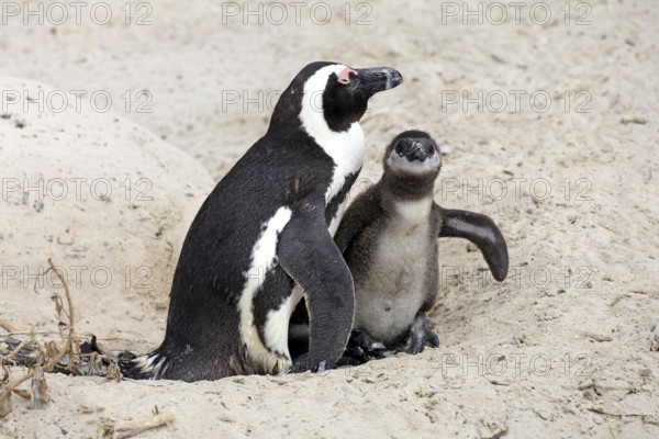 African penguin (Spheniscus demersus), adult, juvenile, chick, nest, beach, Boulders Beach, Simonstown, Western Cape, South Africa, Africa, Germany
