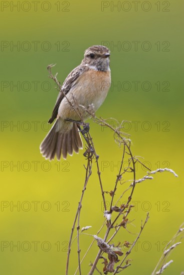 European Stonechat (Saxicola rubicola) female, Rhineland-Palatinate, Germany