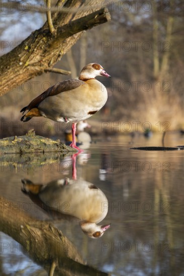 Egyptian goose (Alopochen aegyptiaca) on a lake, Bavaria, Germany