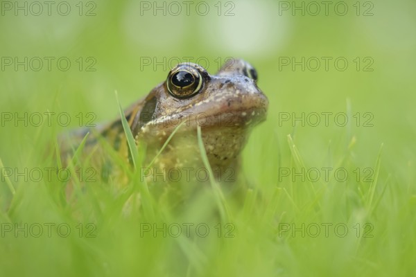 Common frog (Rana temporaria) adult amphibian on a garden grass lawn in summer, Suffolk, England, United KIngdom