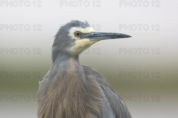 White-faced Heron (Egretta novaehollandiae), Victoria, Australia
