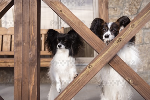 A pair of elegant papillon dogs relax on a cozy porch, their long ears and expressive faces highlighted by natural light. They embody loyalty and companionship