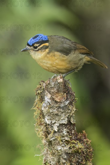 Blue-capped Ifrit (Ifrita kowaldi) perched on a branch in Papua New Guinea