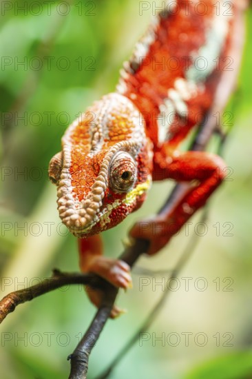 Red Panther chameleon (Furcifer pardalis) in a bush, captive, Bavaria, Germany