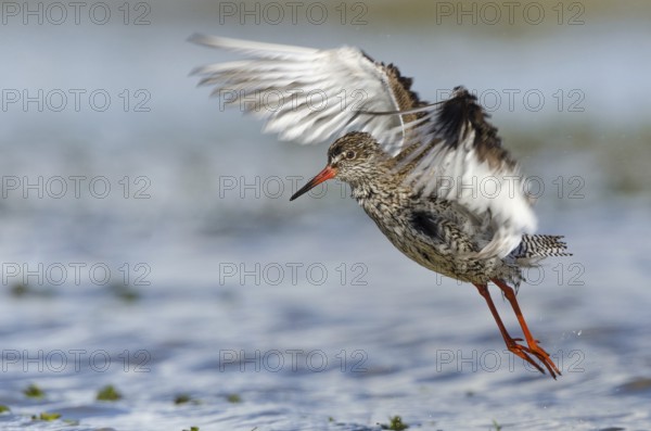 Common Redshank (Tringa totanus), Schleswig-Holstein, Germany