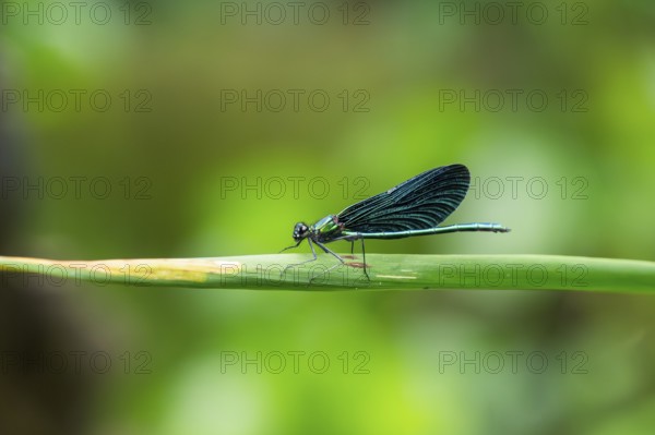 Beautiful demoiselle (Calopteryx virgo) damselfly sitting on a blade of grass, Bavaria, Germany
