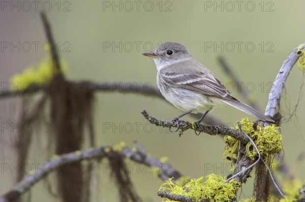 Gray Flycatcher (Empidonax wrightii) perched on a branch in central Washington State, USA