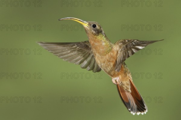 Rufous-breasted Hermit (Glaucis hirsutus), Trinidad and Tobago
