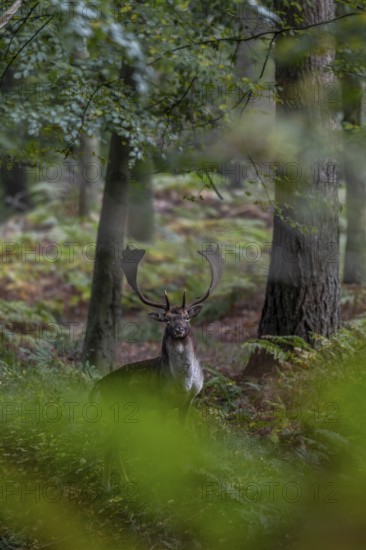 On the way to my hiding place I meet a fallow deer (Dama dama) who at least holds out long enough to take a usable picture at the end, autumn, rut, fallow deer rut, October, Germany