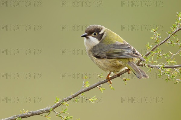 Brown-headed Honeyeater (Melithreptus brevirostris), Victoria, Australia