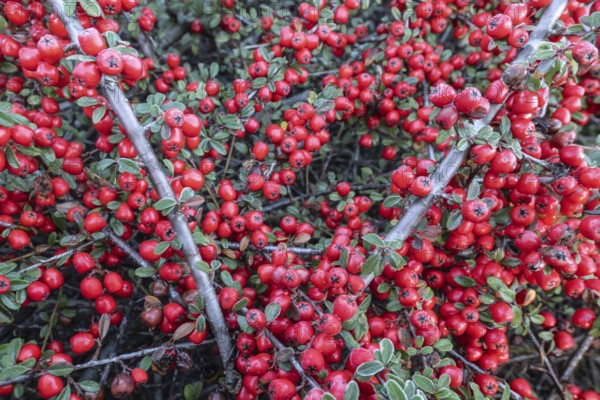 Fan-shaped cotoneaster (Cotoneaster horizontalis), Emsland, Lower Saxony, Germany