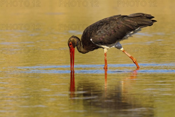 Black Stork (Ciconia nigra) foraging, Extremadura, Spain