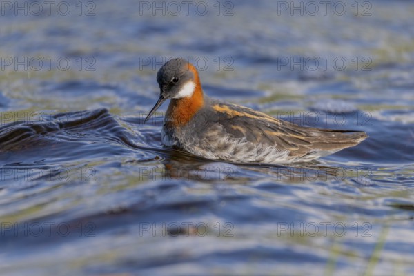 Odin's chicken (Phalaropus lobatus), in splendour, hunting insect larvae, Vadsö, Varangerfjord, Norway