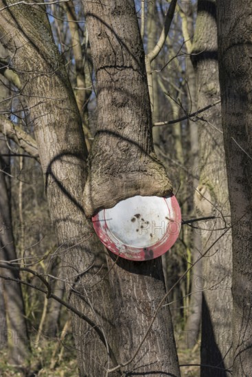 Passage prohibited, Norway maple (Acer platanoides), Germany