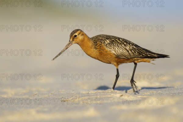 Bar-tailed Godwit (Limosa lapponica) male foraging, Poland