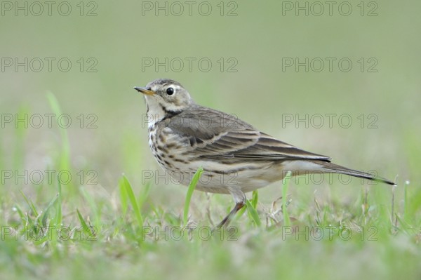 Buff-bellied Pipit (Anthus rubescens), Texas, USA