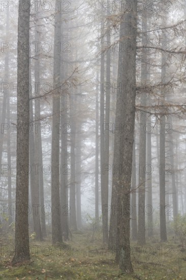 Fog in the larch forest (Larix decidua), Emsland, Lower Saxony, Germany