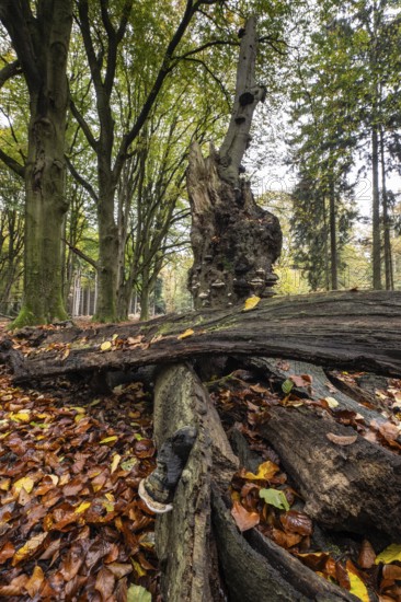 Tinder fungus (Fomes fomentarius) on beech deadwood, Emsland, Lower Saxony, Germany