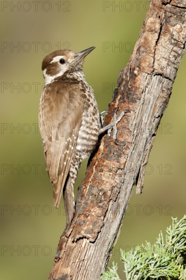 Arizona Woodpecker (Leuconotopicus arizonae), Arizona, USA