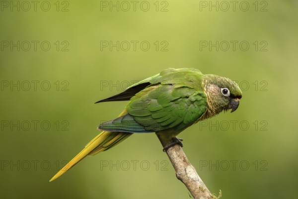 Maroon-bellied Parakeet (Pyrrhura frontalis) perched on a branch, Atlantic rainforest, Brazil