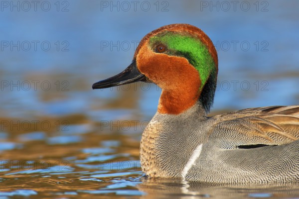 Green-winged Teal (Anas carolinensis) male, British Columbia, Canada