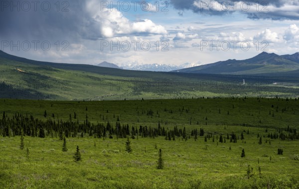 Tundra and mountain landscape with dramatic cloudy sky, Denali National Park, Alaska, USA