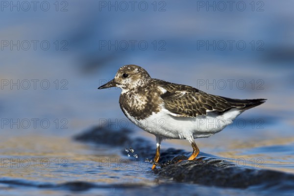 Ruddy Turnstone (Arenaria interpres) juvenile, Eilat, Israel