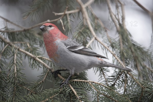 Pine Grosbeak (Pinicola enucleator) male perched on a branch, Wyoming, USA