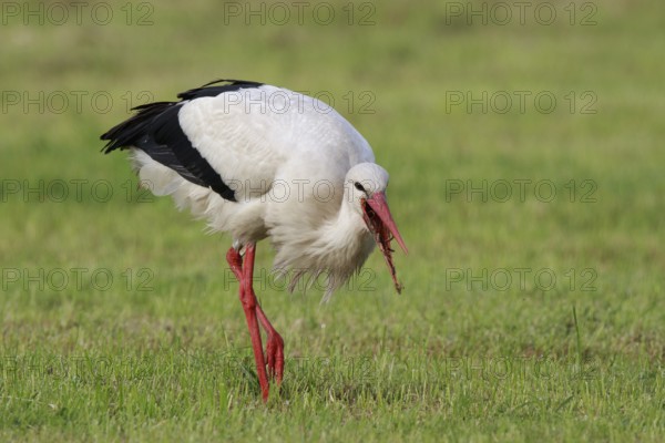 White Stork (Ciconia ciconia) eating earthworm, North Rhine-Westphalia, Germany