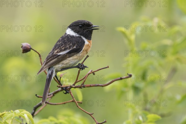 European Stonechat (Saxicola rubicola) male perched on a branch, Poland