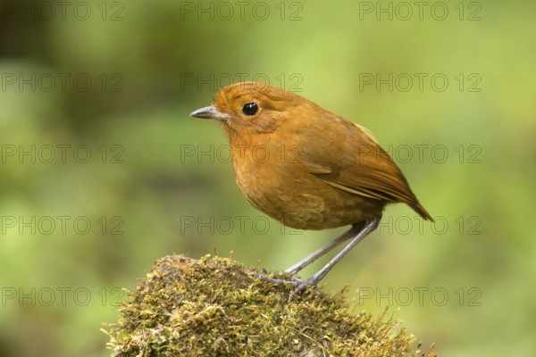 Rufous Antpitta (Grallaria rufula), Tapichalaca Reserve, Ecuador