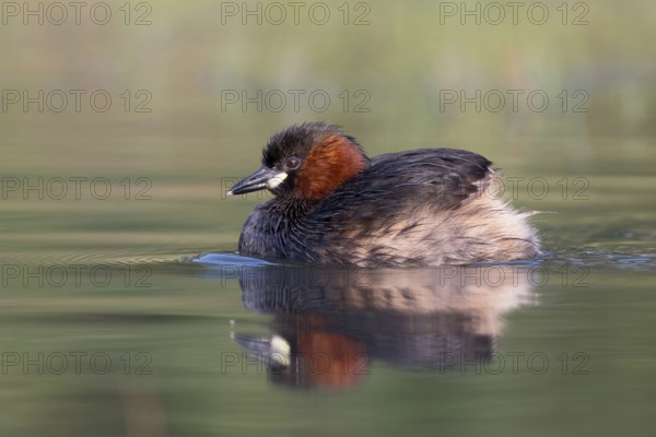 Little Grebe (Tachybaptus ruficollis), Saxony, Germany