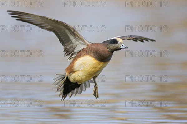 American Wigeon (Mareca americana) male flying, British Columbia, Canada