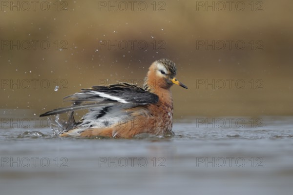Red Phalarope (Phalaropus fulicarius), Alaska, USA